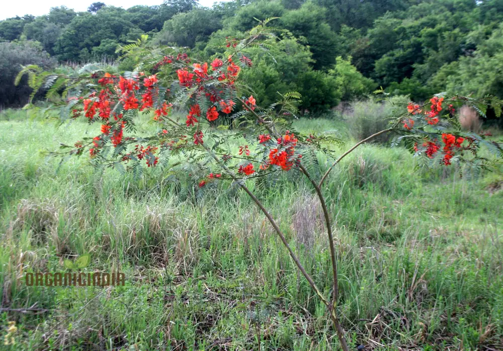 Sesbania Punicea Seeds – Ornamental Flowering Shrub - Image 2