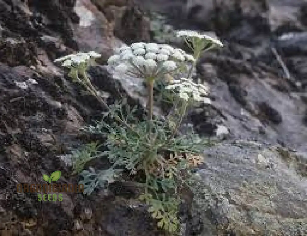 Seseli Petraeum Seeds - Premium Quality for Gardening Enthusiasts - Image 3