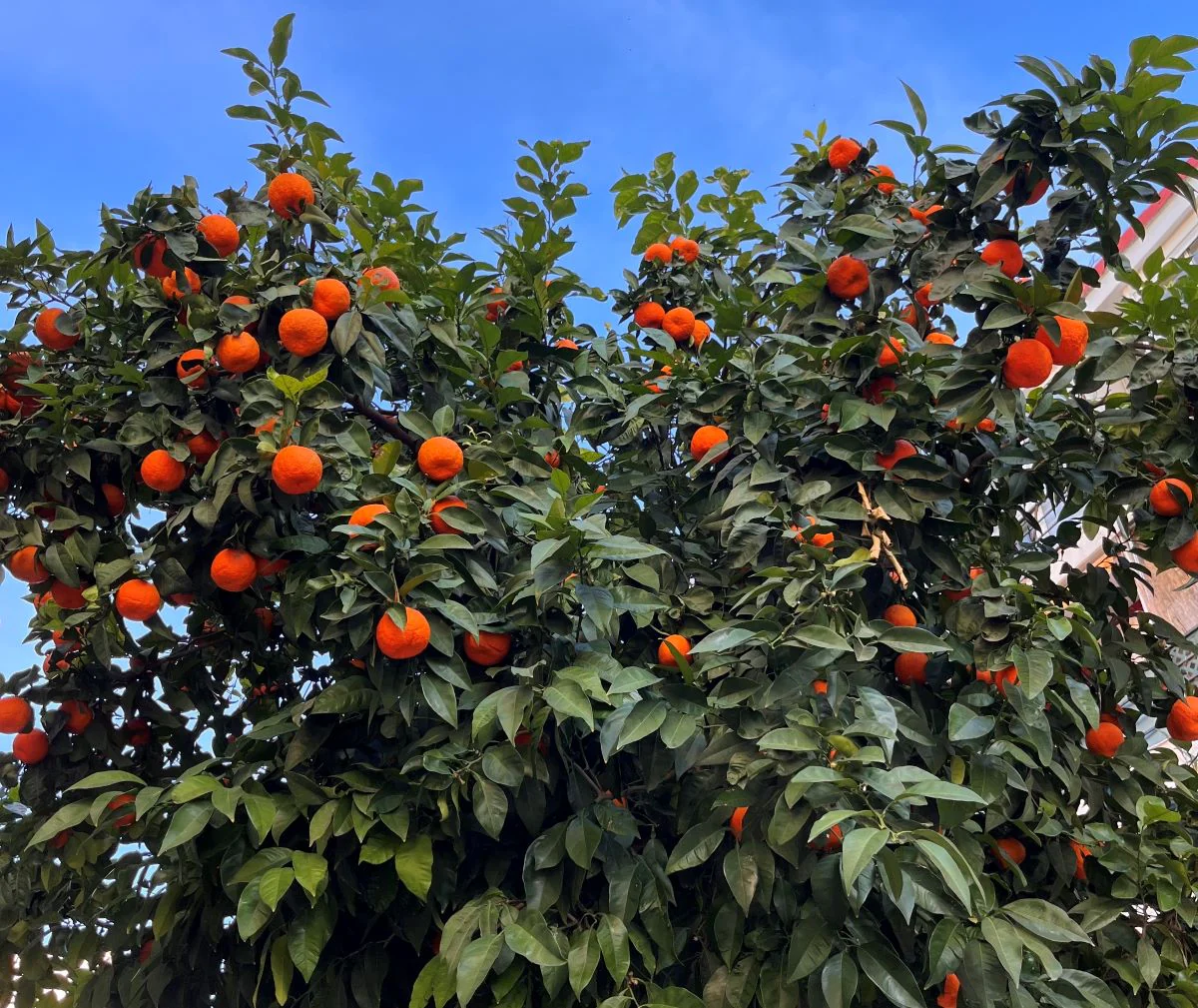Seville Orange Seeds for Planting – Grow Tart & Flavorful Oranges Perfect for Marmalade - Image 2