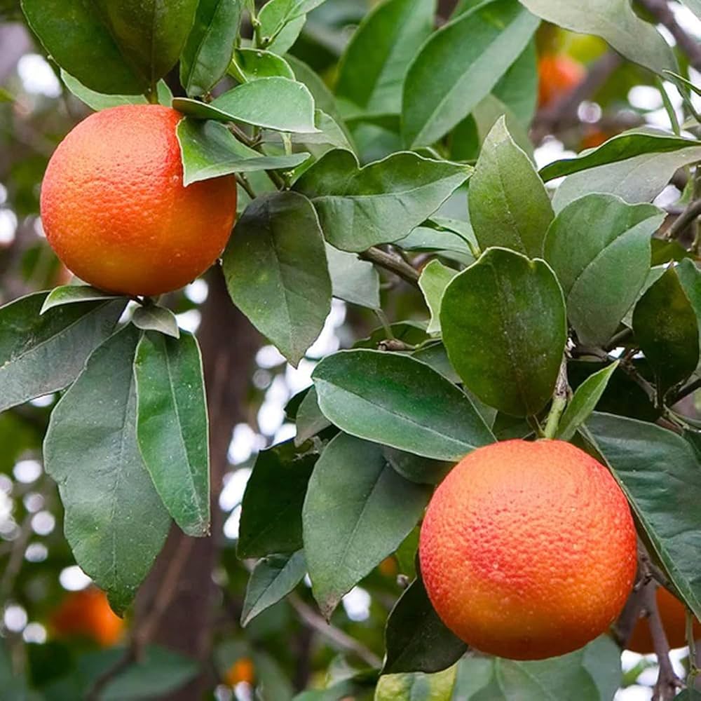 Seville Orange Seeds for Planting – Grow Tart & Flavorful Oranges Perfect for Marmalade - Image 3