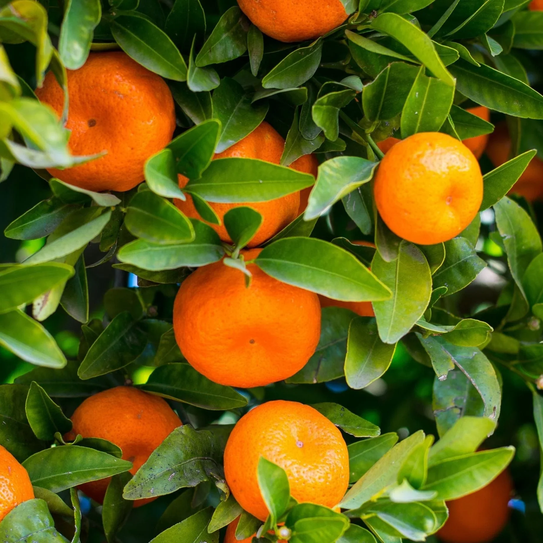 Seville Orange Seeds for Planting – Grow Tart & Flavorful Oranges Perfect for Marmalade - Image 4