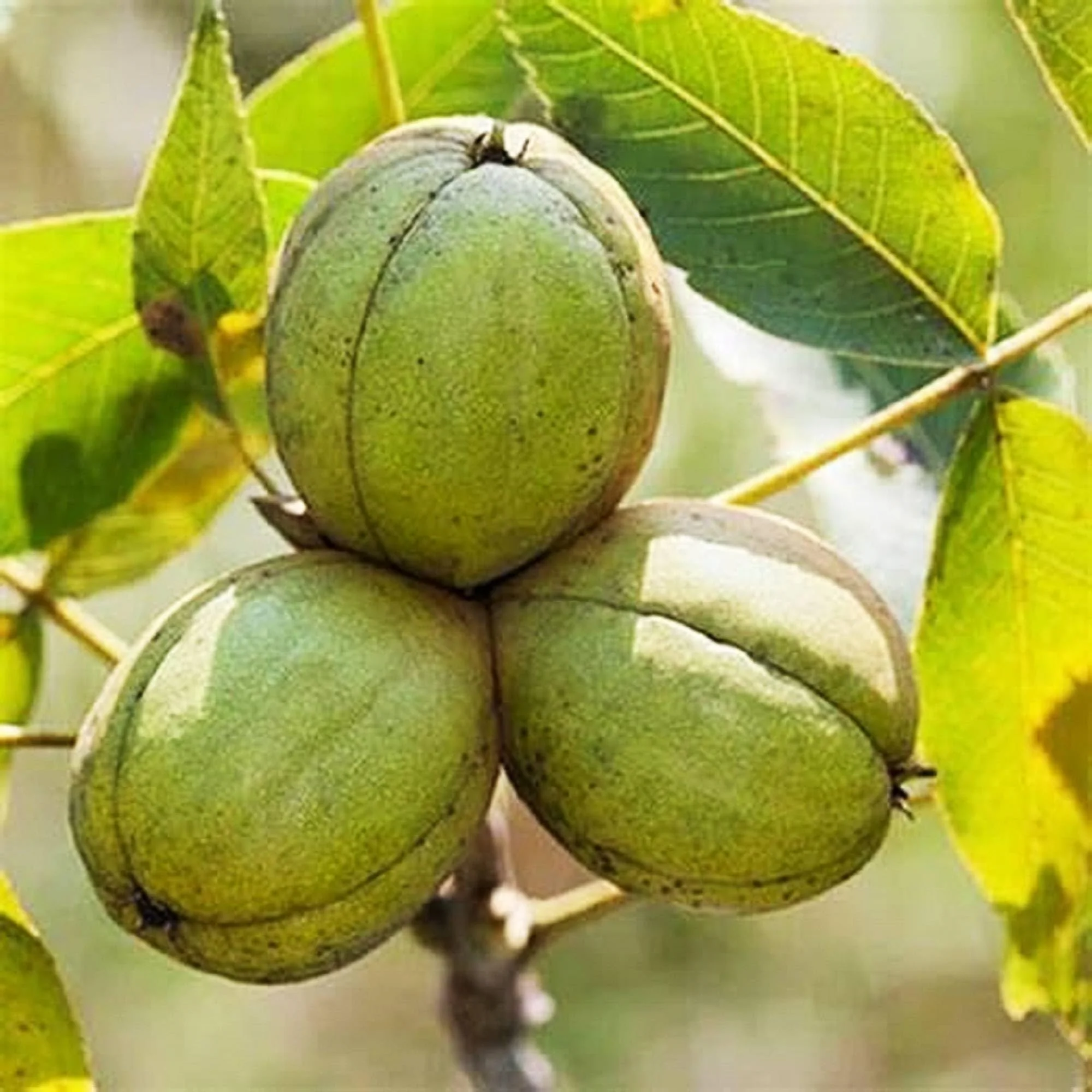 Shagbark Hickory (Carya ovata) – Seeds