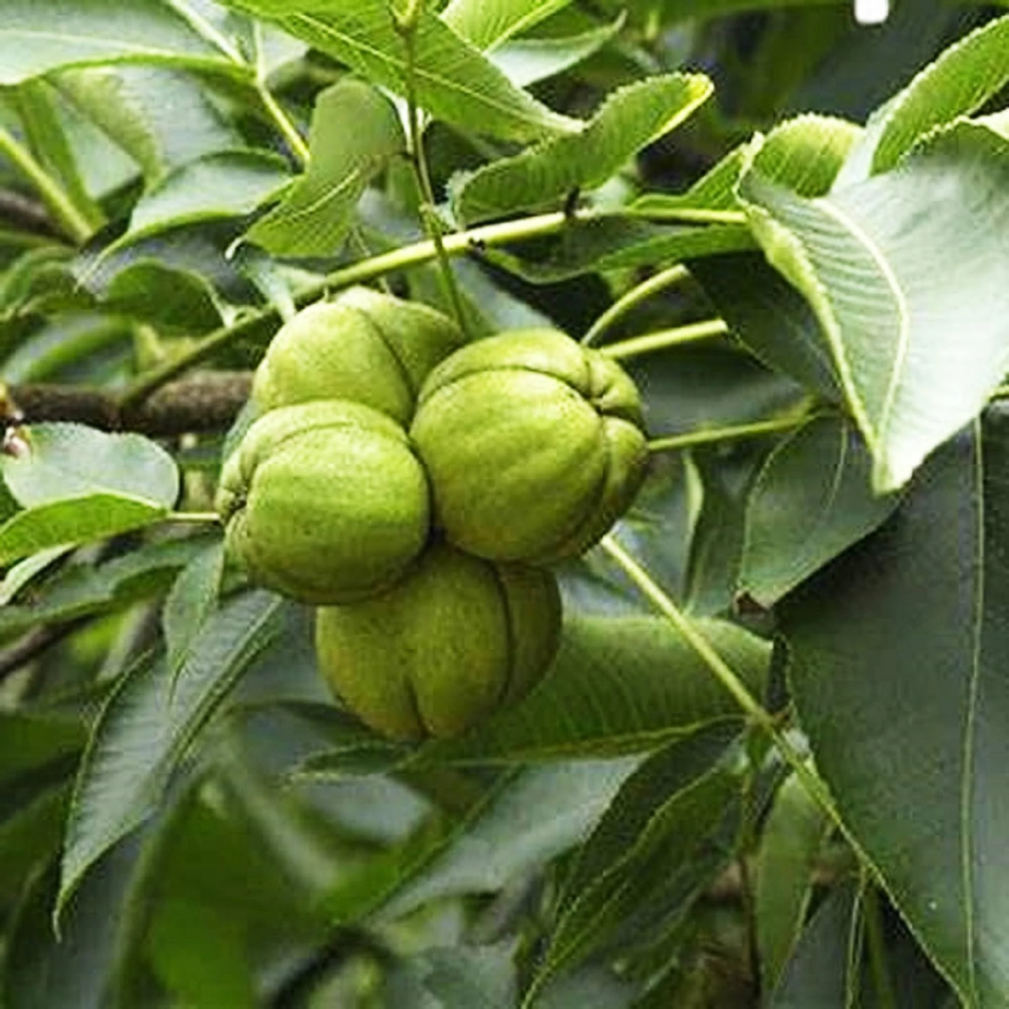 Shagbark Hickory (Carya ovata) – Seeds - Image 3