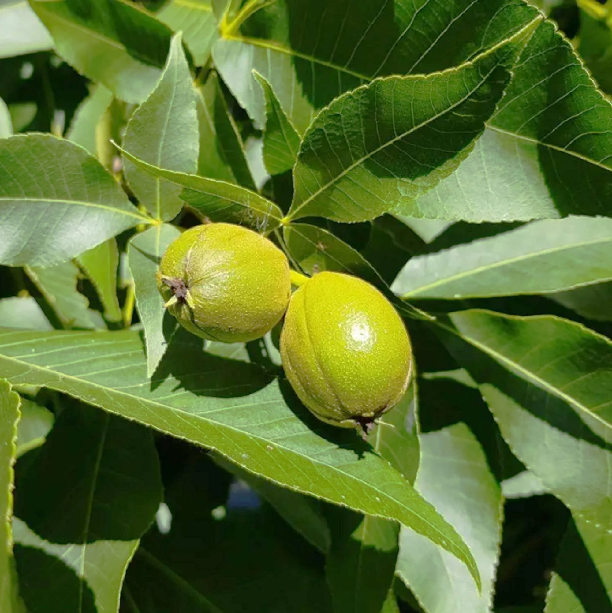 Shagbark Hickory (Carya ovata) – Seeds - Image 4