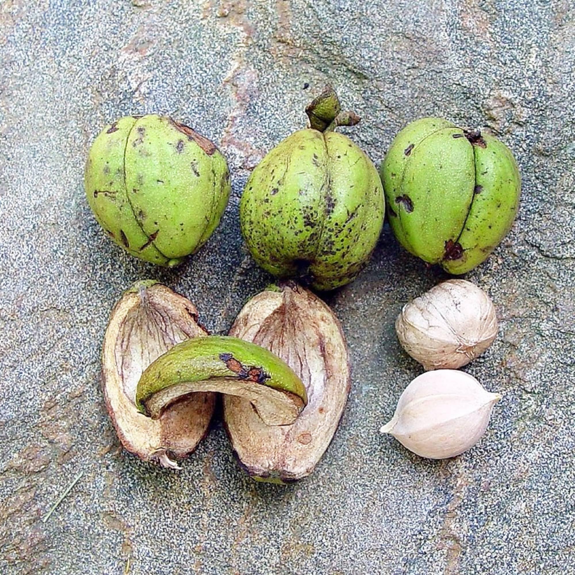 Shagbark Hickory (Carya ovata) – Seeds - Image 5