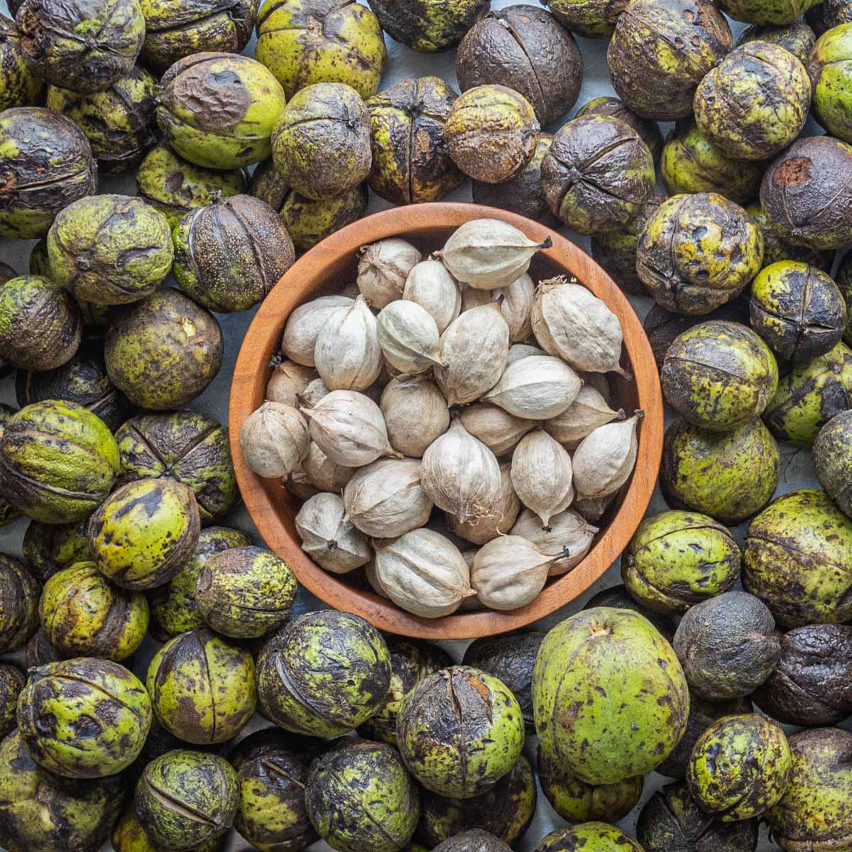 Shagbark Hickory (Carya ovata) – Seeds - Image 6