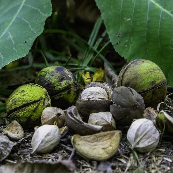 Shagbark Hickory (Carya ovata) – Seeds - Image 7
