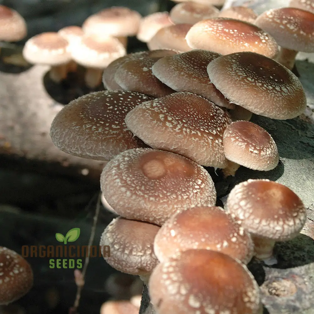 Shiitake Mushroom Vegetable Seeds for a Bountiful and Flavorful Harvest - Image 3