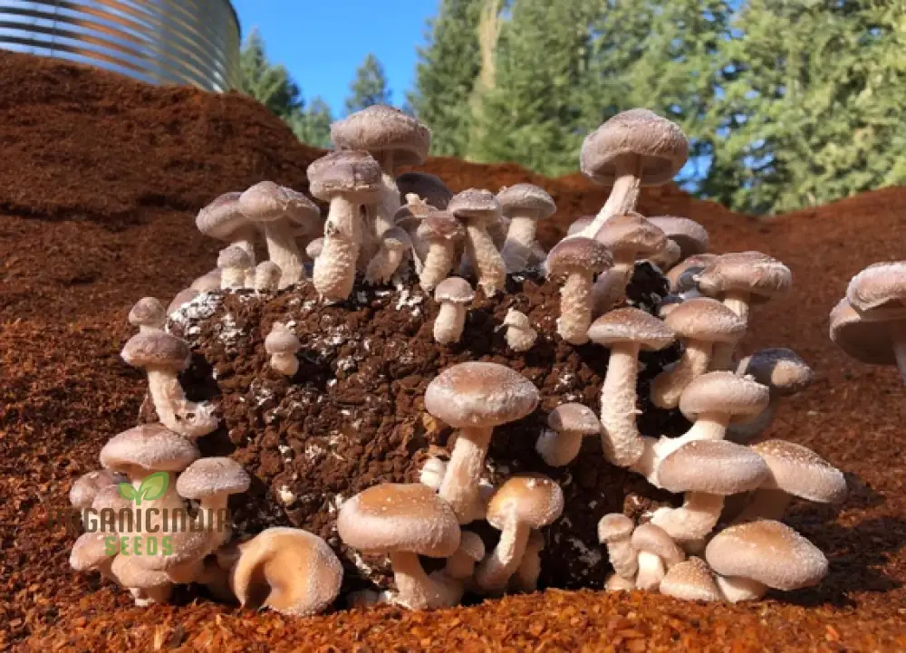 Shiitake Mushroom Vegetable Seeds for a Bountiful and Flavorful Harvest - Image 4