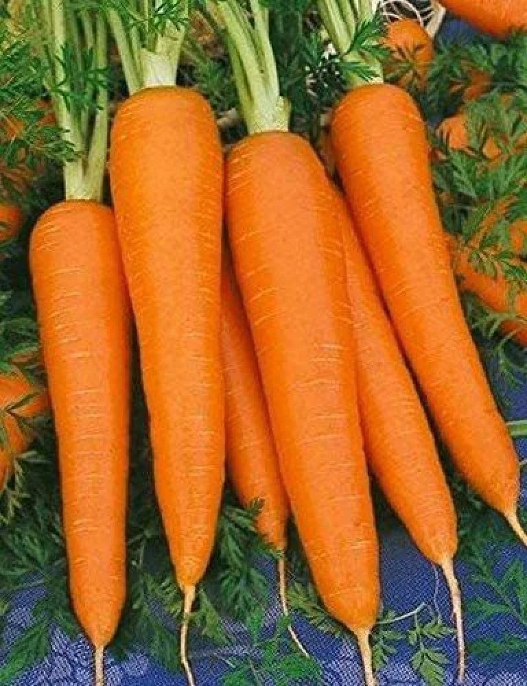 Shin Kuroda Carrot Seeds β Heirloom, Sweet & Juicy, High-Yield Variety - Image 2