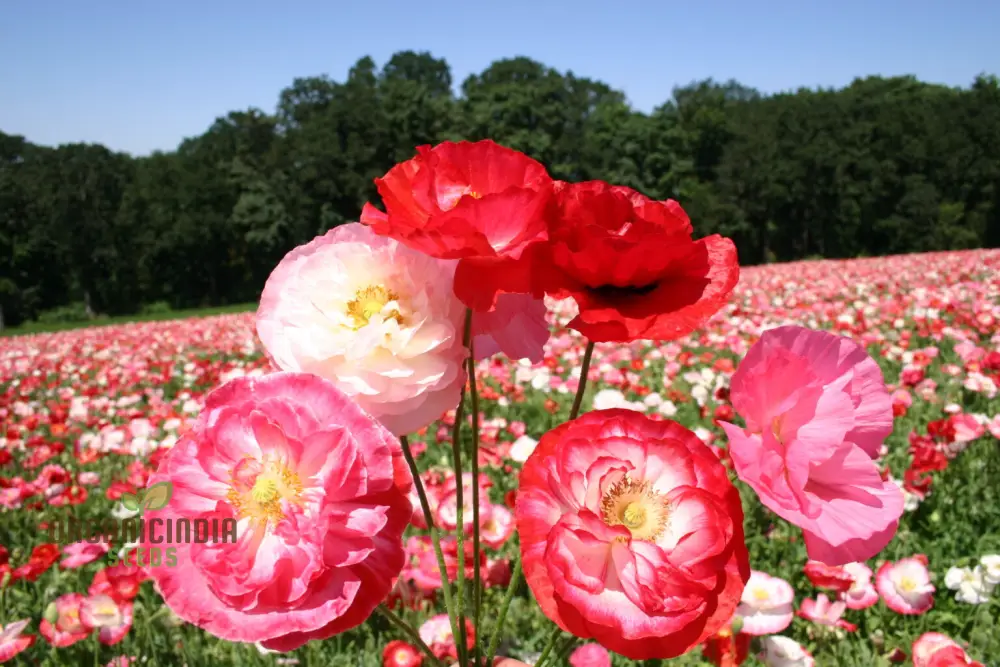 Shirley Mixed Poppy 'Double Mixture' Flower Seeds - Perfect for Creating a Stunning Garden Oasis - Image 3