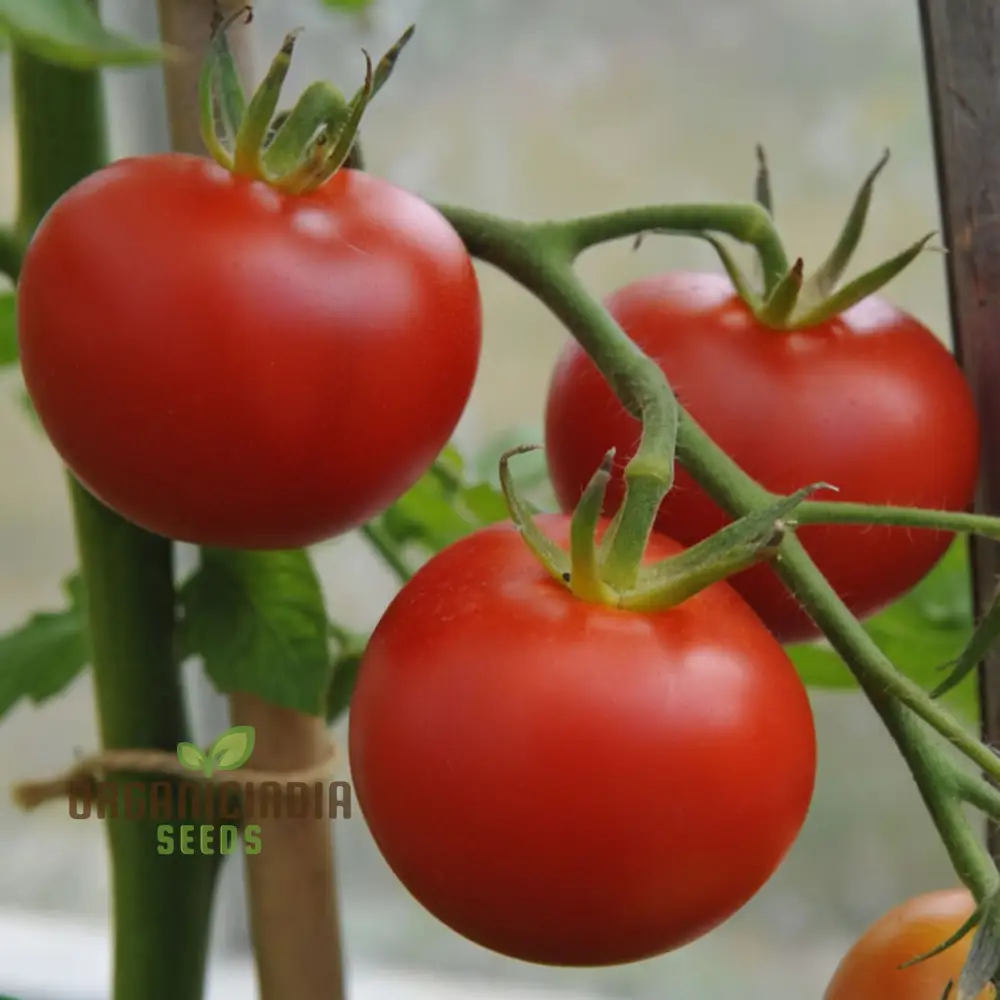 Shirley Tomato Seeds - Classic and Reliable Variety for Your Garden