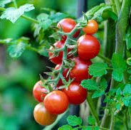 Shirley Tomato Seeds - Classic and Reliable Variety for Your Garden - Image 3