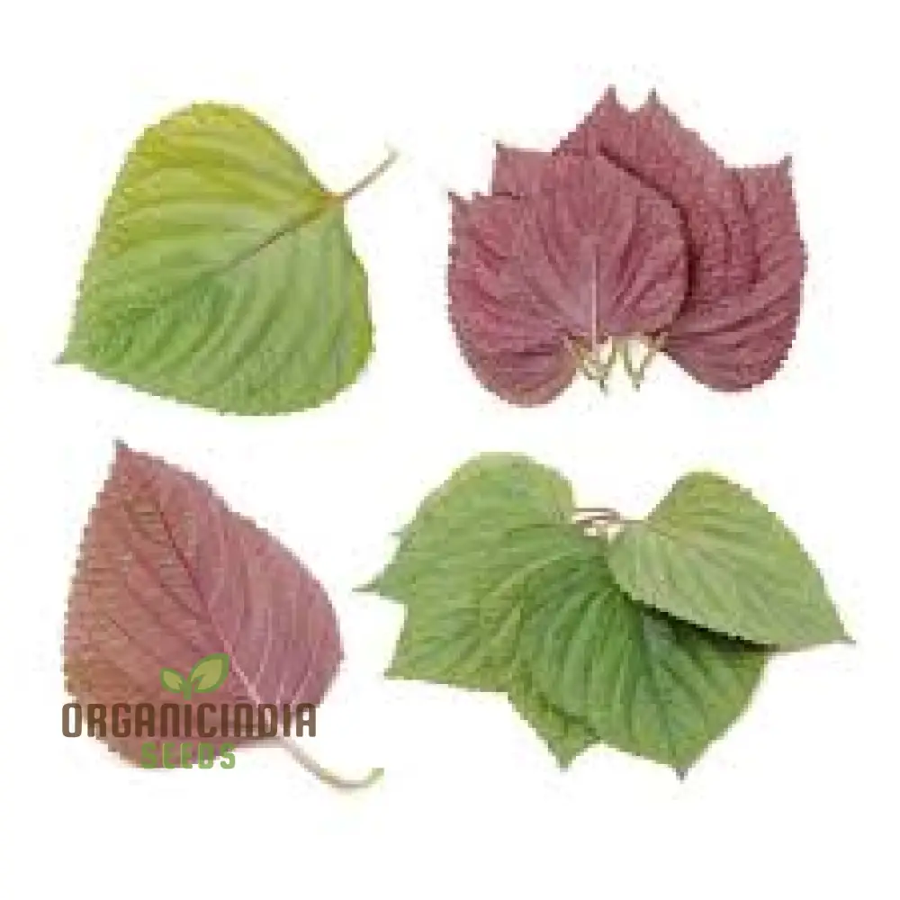 Shiso - Britton (Perilla) Seeds for Planting and Gardening | Premium Quality Seeds