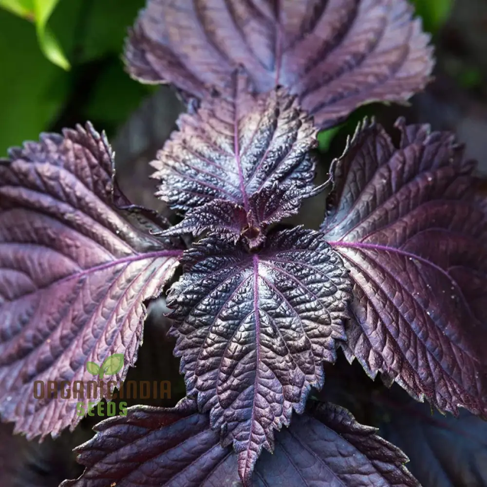 Shiso - Japanese Red (Perilla) Herb Seeds For Planting, Grow Vibrant Red Shiso Leaves at Home - Image 3