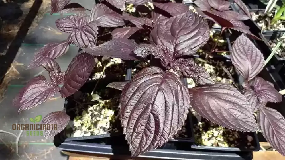 Shiso - Japanese Red (Perilla) Herb Seeds For Planting, Grow Vibrant Red Shiso Leaves at Home - Image 4
