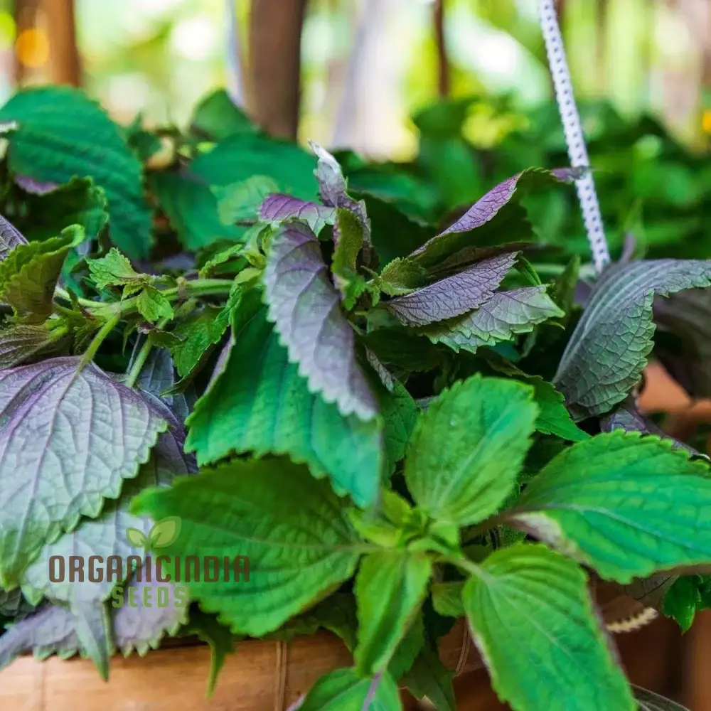 Shiso Seeds – Jeok Ssam Ip Perilla Herb, Fresh Red Shiso Leaves for Home Growing
