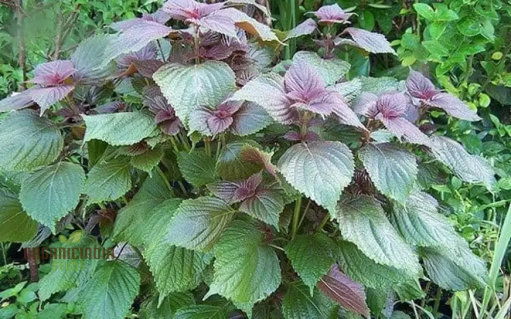 Shiso Seeds – Jeok Ssam Ip Perilla Herb, Fresh Red Shiso Leaves for Home Growing - Image 3