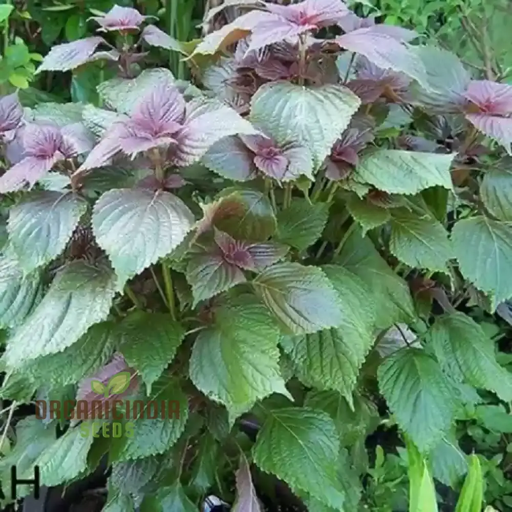 Shiso Seeds – Jeok Ssam Ip Perilla Herb, Fresh Red Shiso Leaves for Home Growing - Image 4