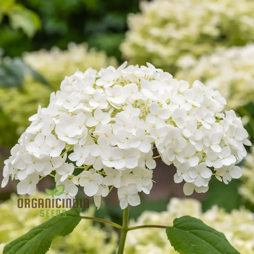 Annabelle Hydrangea Seeds, Arborescens, Annabelle Seeds for Planting