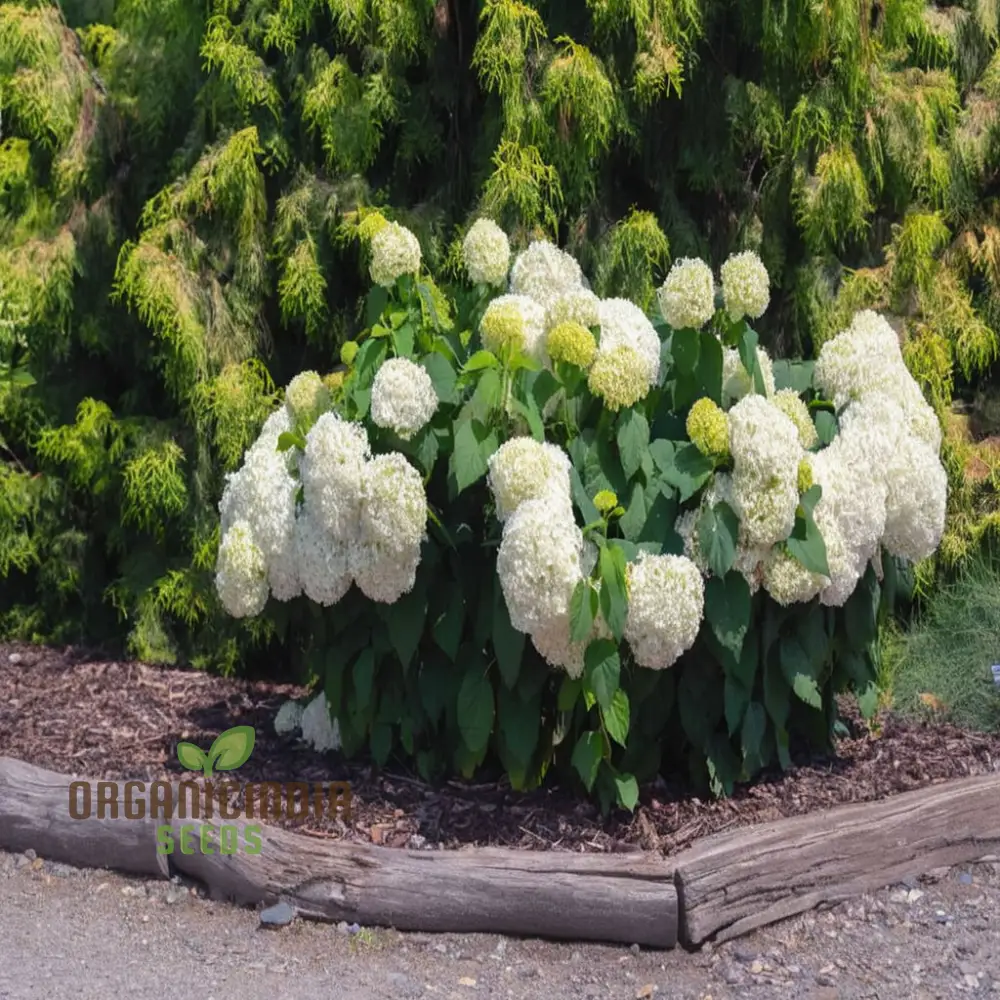 Annabelle Hydrangea Seeds, Arborescens, Annabelle Seeds for Planting - Image 3