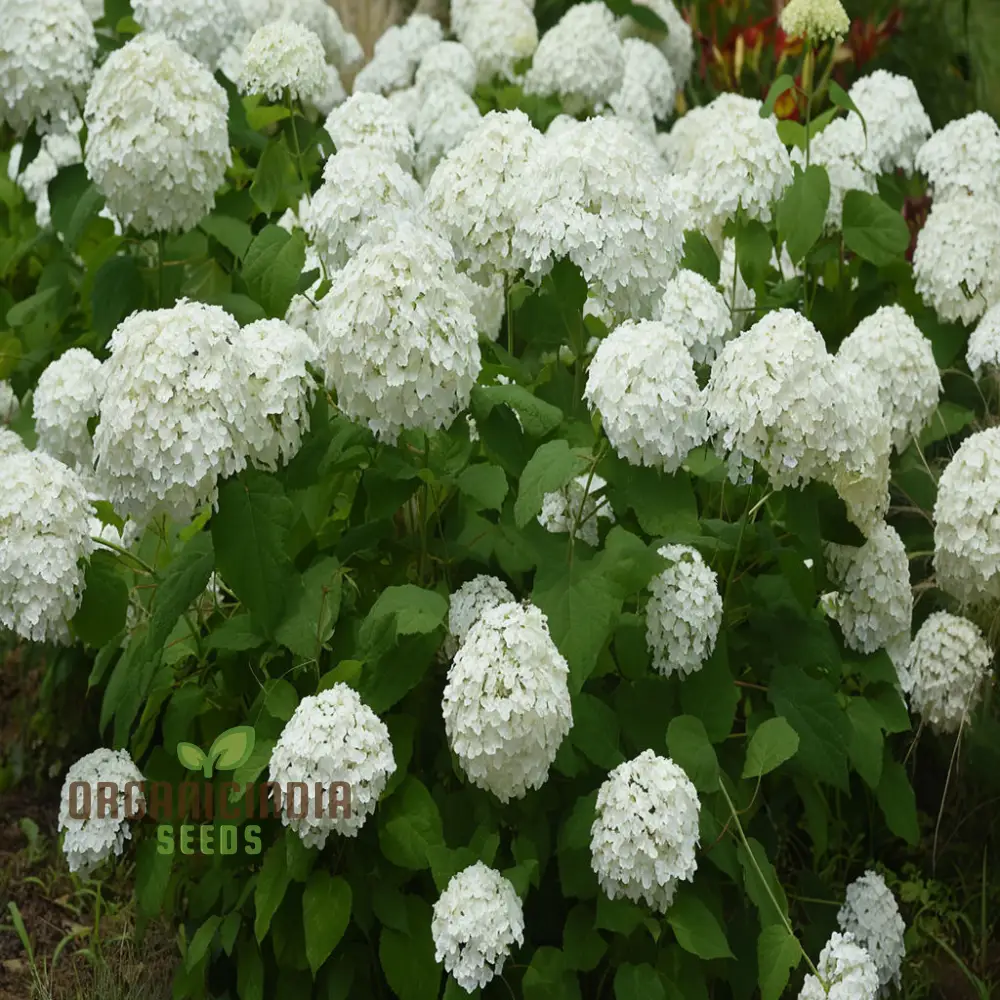 Annabelle Hydrangea Seeds, Arborescens, Annabelle Seeds for Planting - Image 4