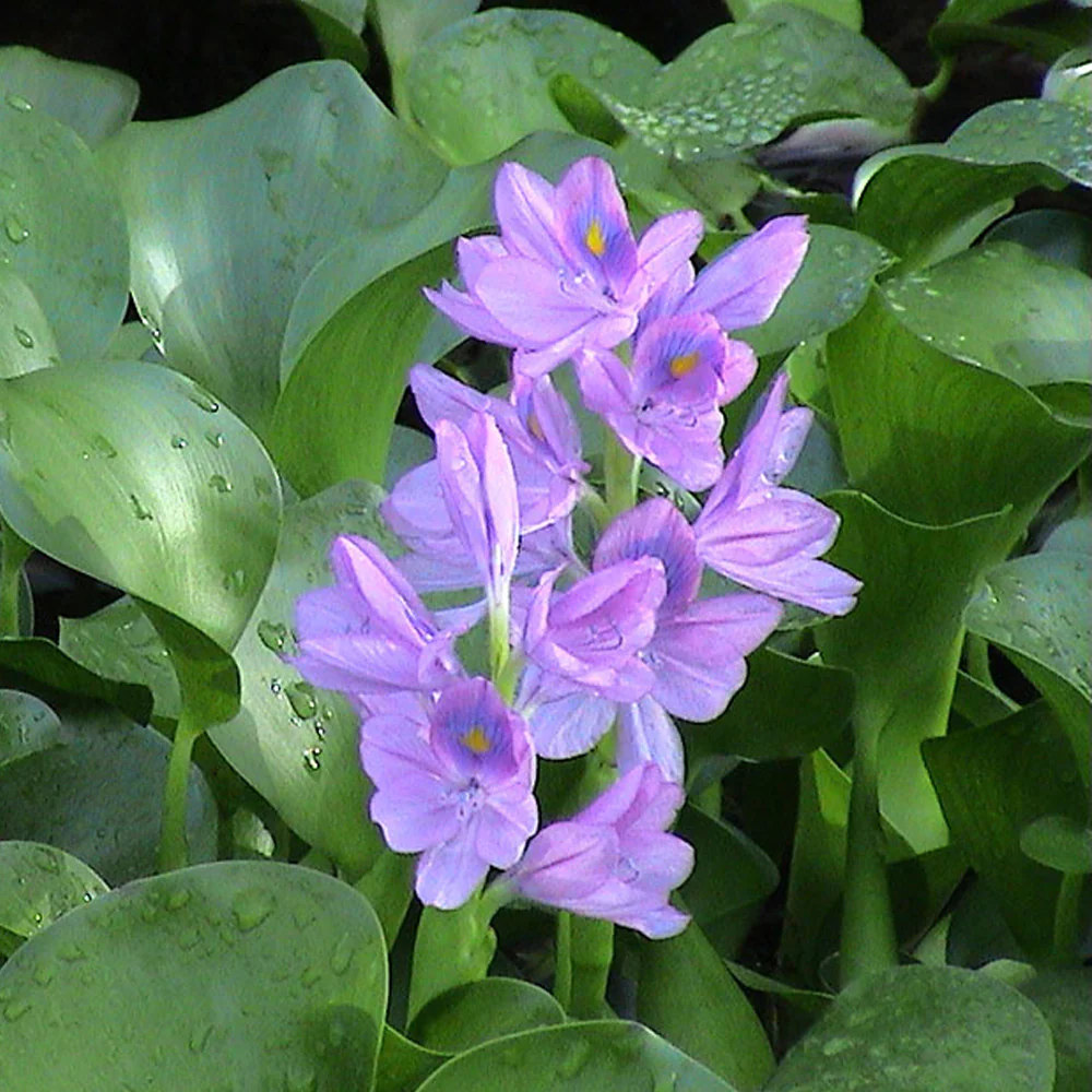 Shuihulu Eichhornia Crassipes Plant Seeds, Aquatic Gardening Seeds for Ponds and Water Features