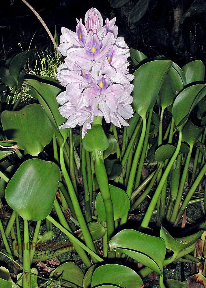 Shuihulu Eichhornia Crassipes Plant Seeds, Aquatic Gardening Seeds for Ponds and Water Features - Image 4