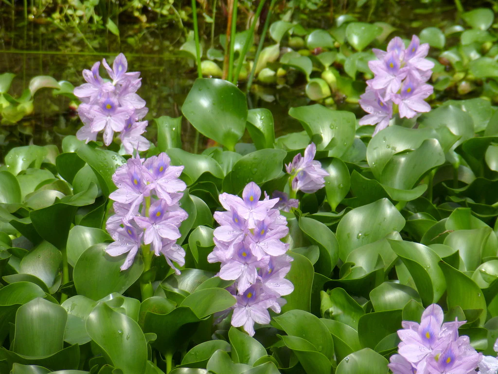 Shuihulu Eichhornia Crassipes Plant Seeds, Aquatic Gardening Seeds for Ponds and Water Features - Image 5