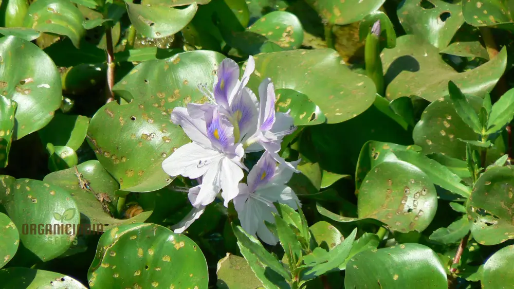 Shuihulu Eichhornia Crassipes Plant Seeds, Aquatic Gardening Seeds for Ponds and Water Features - Image 6