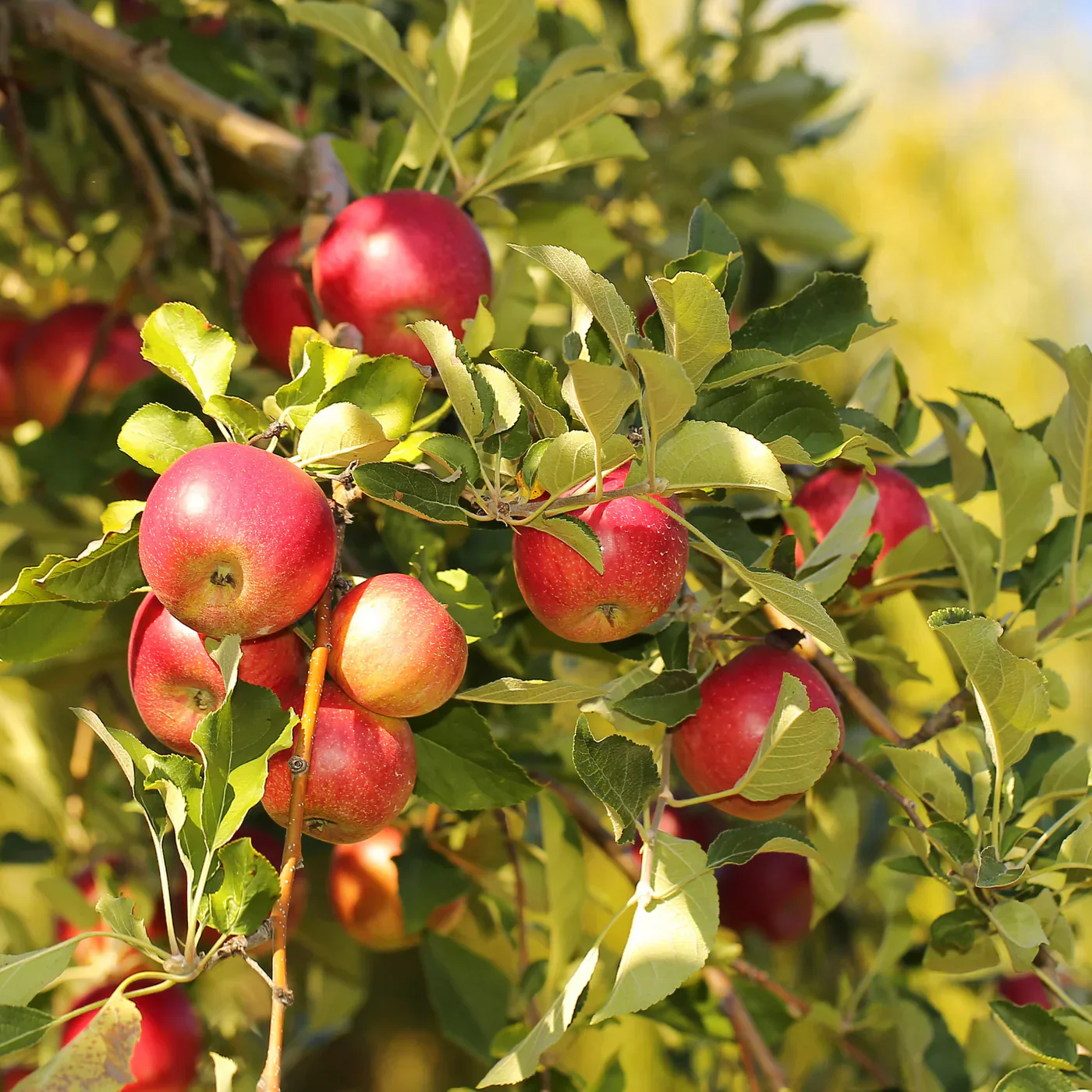 Siberian Crabapple (Malus siberica) – Apple Seeds