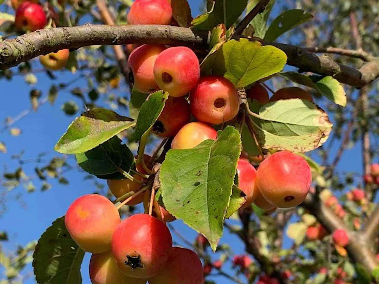Siberian Crabapple (Malus siberica) – Apple Seeds - Image 3