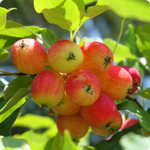 Siberian Crabapple (Malus siberica) – Apple Seeds - Image 4
