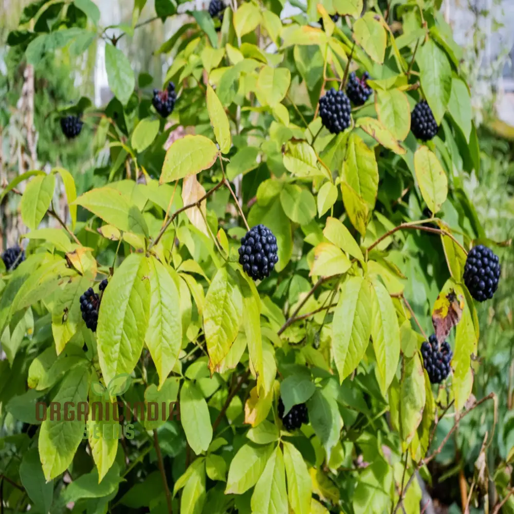 Siberian Ginseng Fruit Seeds Elevate Your Gardening with Medicinal Blooms and Bountiful Harvests
