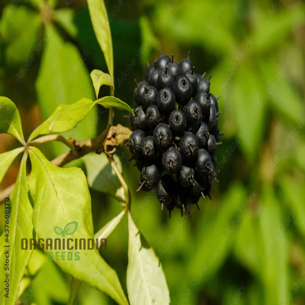 Siberian Ginseng Fruit Seeds Elevate Your Gardening with Medicinal Blooms and Bountiful Harvests - Image 4