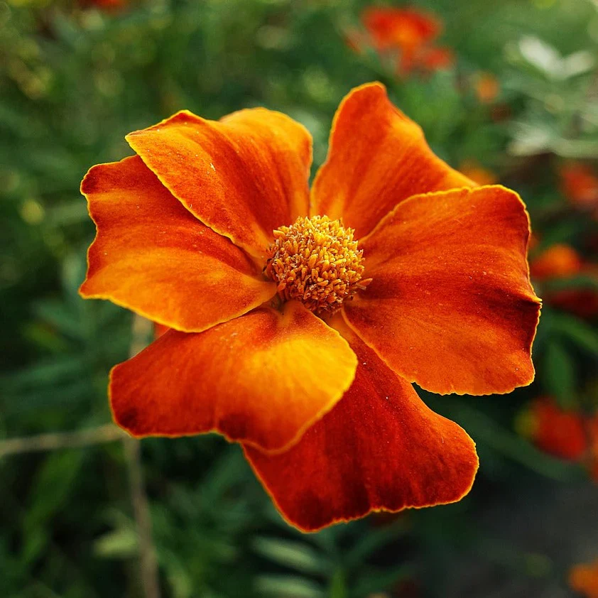 Signet Marigold Seeds – Tagetes tenuifolia – Edible, Delicate Blooms for Gardens