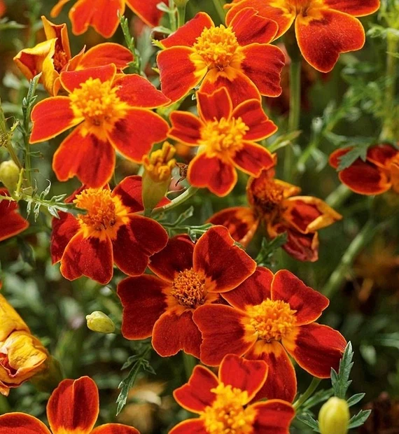Signet Marigold Seeds – Tagetes tenuifolia – Edible, Delicate Blooms for Gardens - Image 3