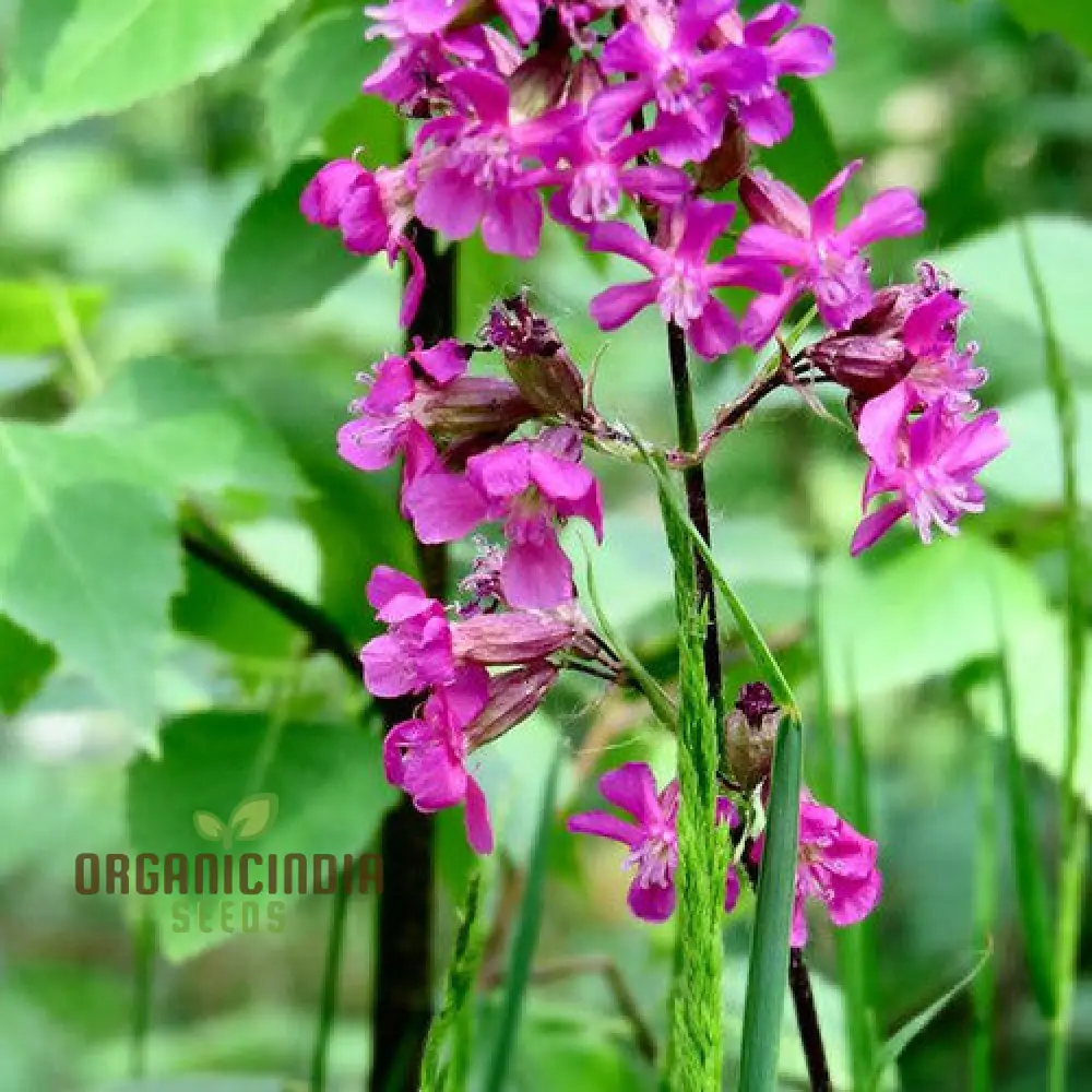 Silene Viscaria Seeds - Premium Planting Seeds for Your Garden - Image 4