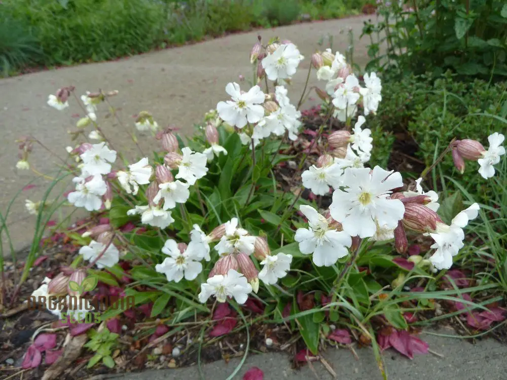 Silene Zawadskii Seeds - Premium Quality for Planting and Cultivating Beautiful Blooms