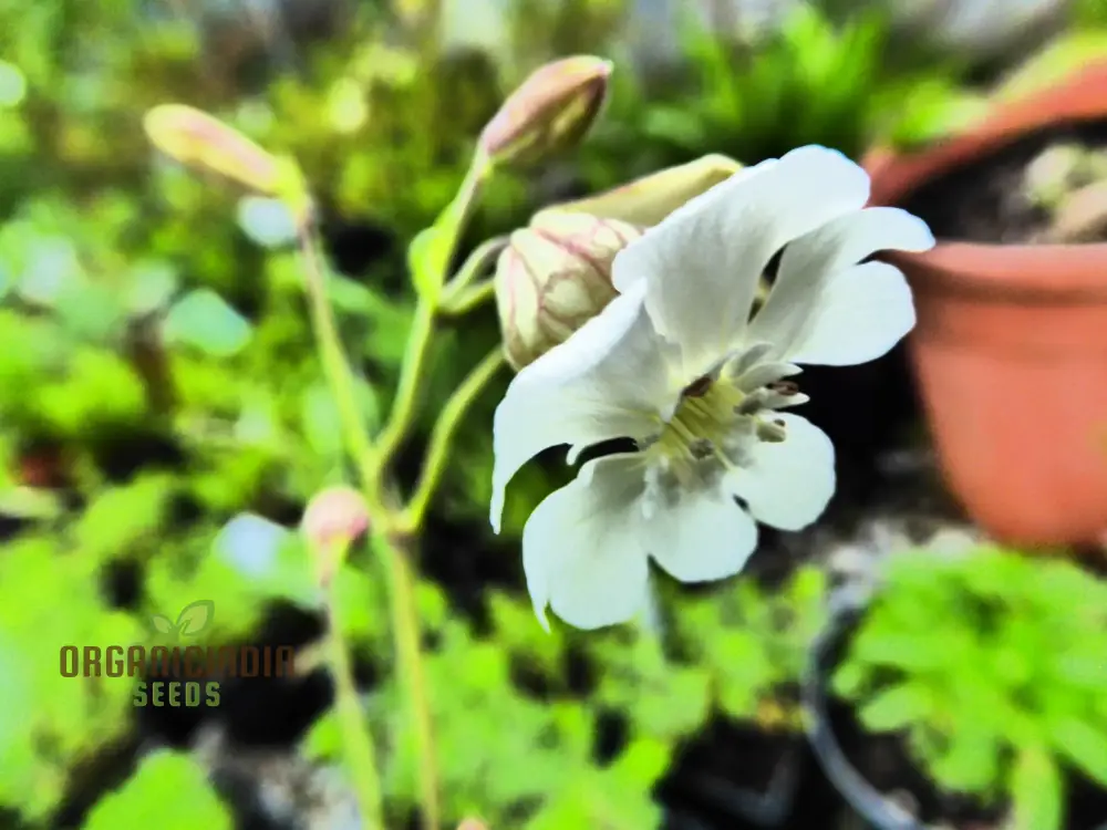 Silene Zawadskii Seeds - Premium Quality for Planting and Cultivating Beautiful Blooms - Image 3