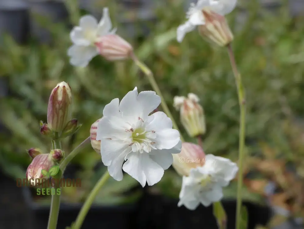 Silene Zawadskii Seeds - Premium Quality for Planting and Cultivating Beautiful Blooms - Image 4