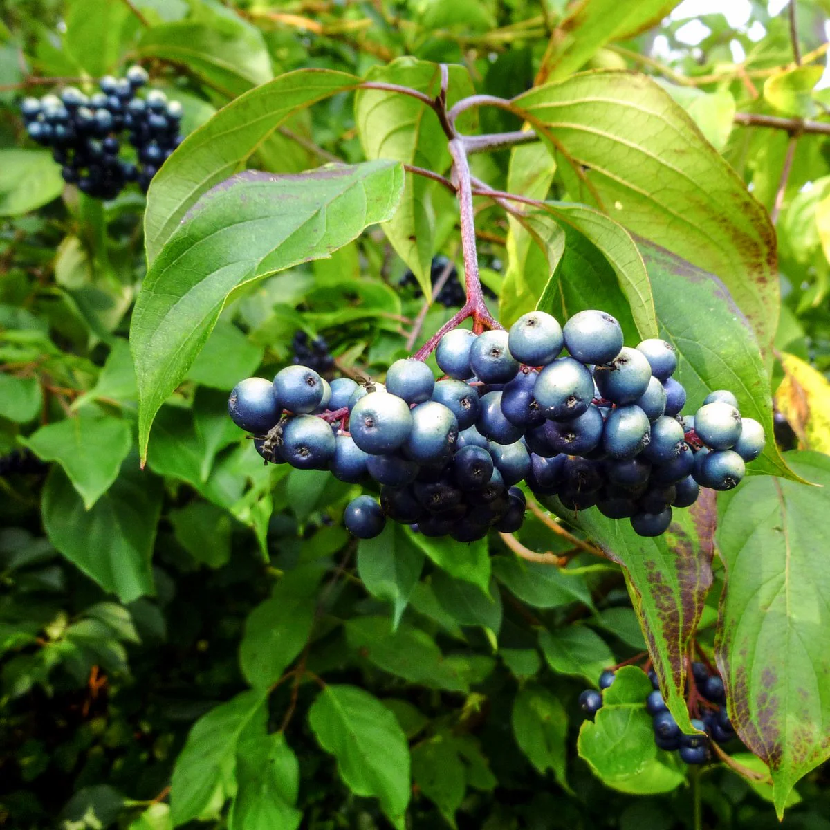Silky Dogwood Shrub (Cornus amomum syn. Coerulea) – White Flower & Silver-Blue Berry Seeds (Kinnikinnik, Red Willow) - Image 3