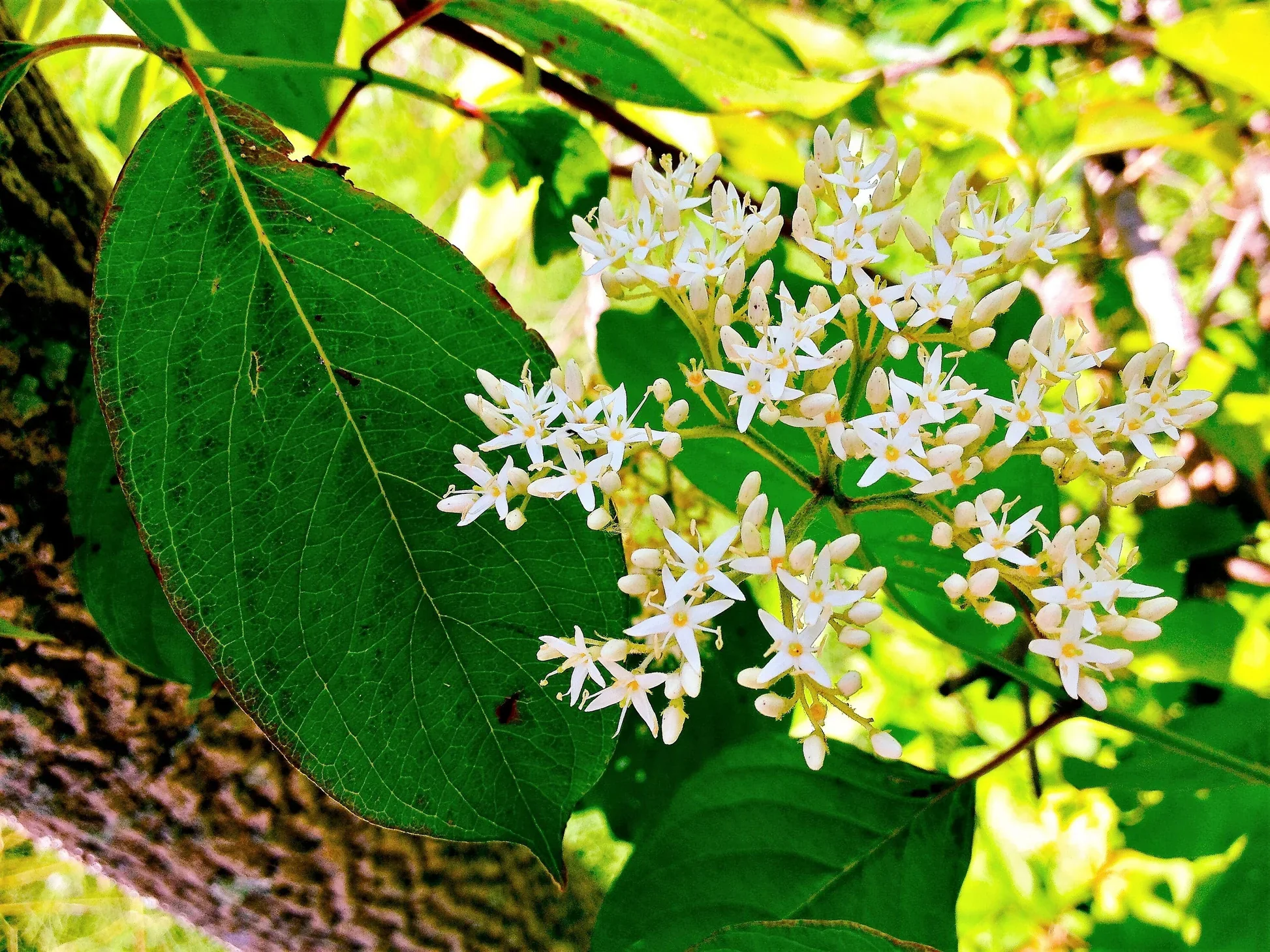 Silky Dogwood Shrub (Cornus amomum syn. Coerulea) – White Flower & Silver-Blue Berry Seeds (Kinnikinnik, Red Willow) - Image 4
