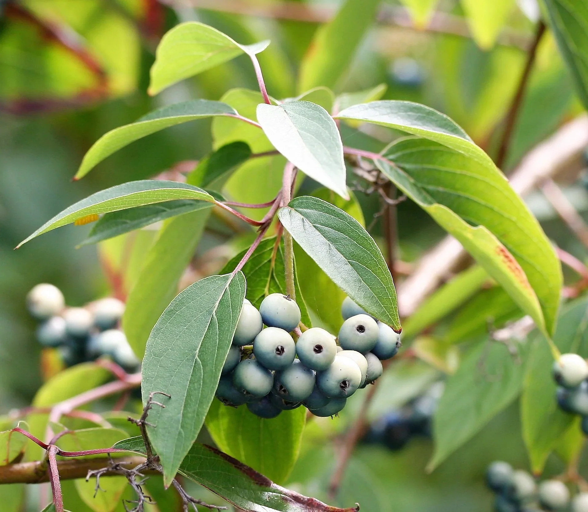 Silky Dogwood Shrub (Cornus amomum syn. Coerulea) – White Flower & Silver-Blue Berry Seeds (Kinnikinnik, Red Willow) - Image 5