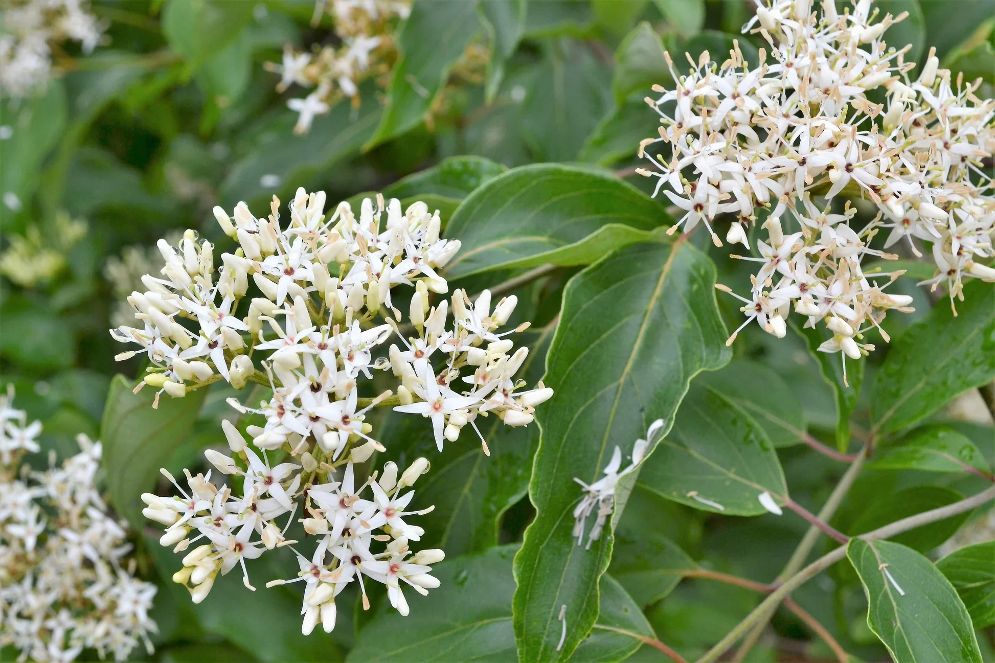 Silky Dogwood Shrub (Cornus amomum syn. Coerulea) – White Flower & Silver-Blue Berry Seeds (Kinnikinnik, Red Willow) - Image 6
