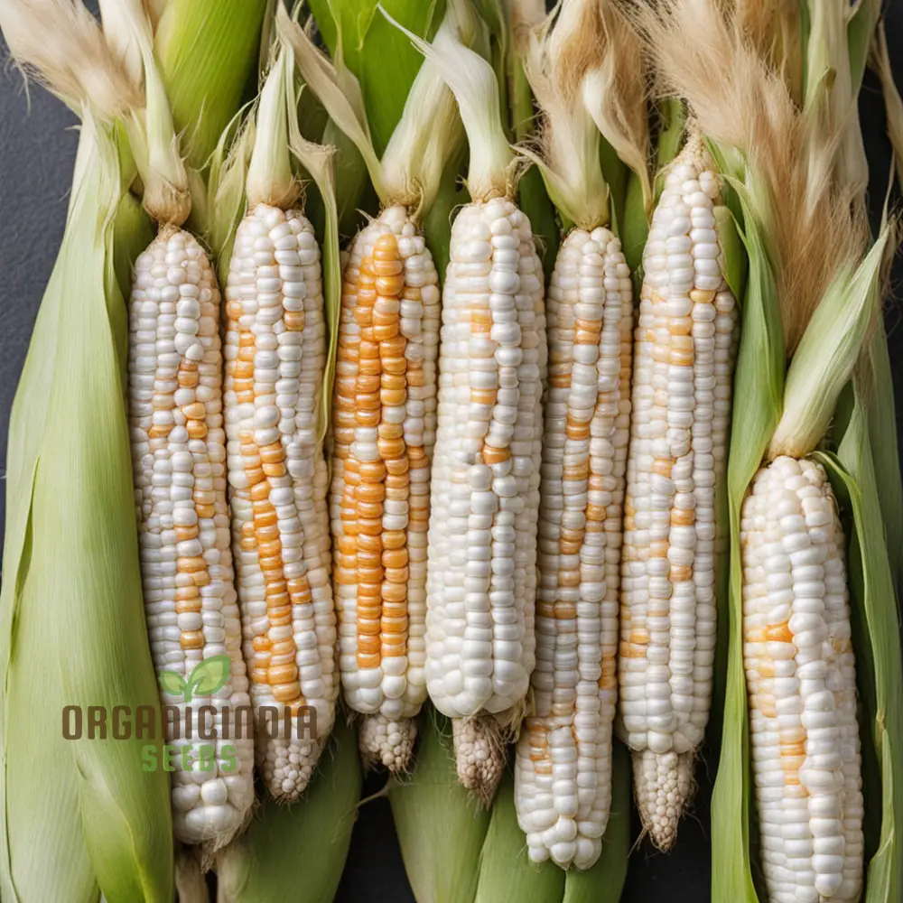 Shimmering Silver Corn Seeds, Planting Seeds for a Unique and Elegant Harvest - Image 4