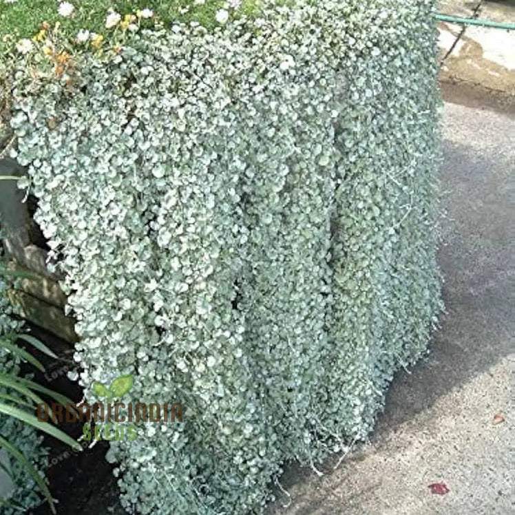 Silver Falls Dichondra Seeds for Planting