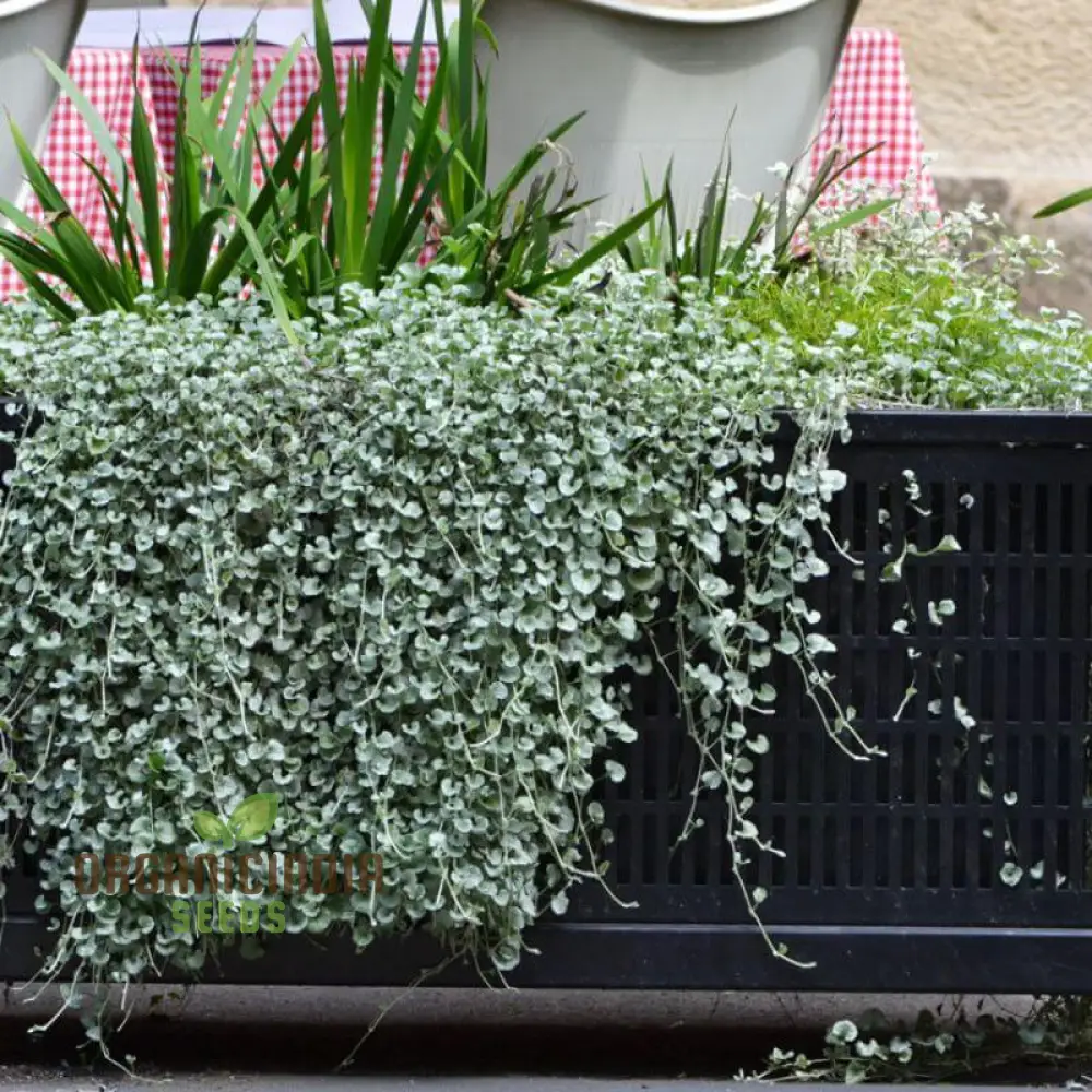 Silver Falls Dichondra Seeds for Planting - Image 2