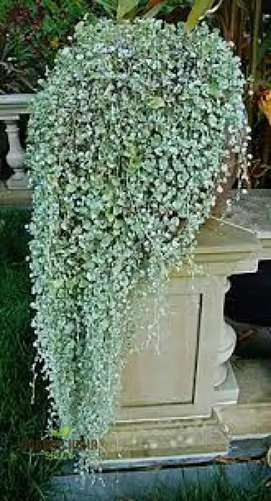 Silver Falls Dichondra Seeds for Planting - Image 3