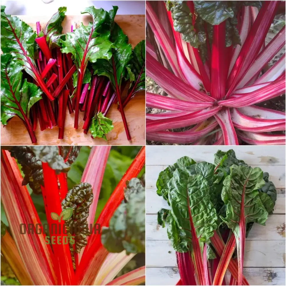 Silverbeet - Magenta Seeds | High-Quality Seeds for Planting & Gardening | Organic Silverbeet Seeds for Your Garden